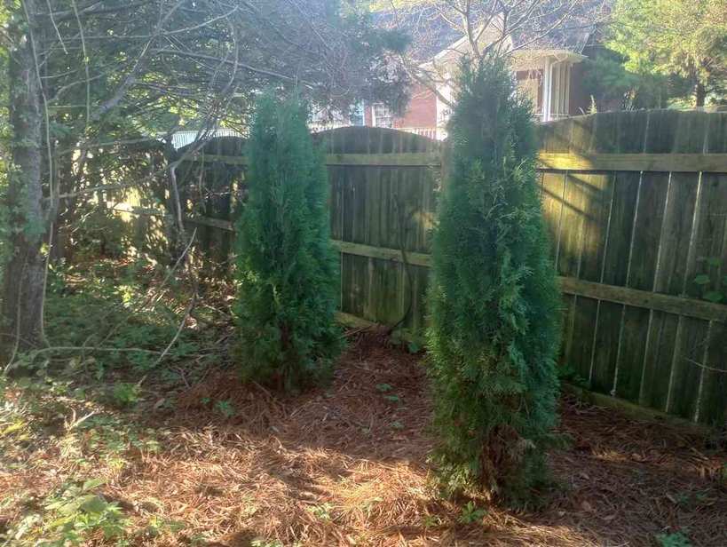 Two arborvitae trees neatly shaped by Moore Lawncare